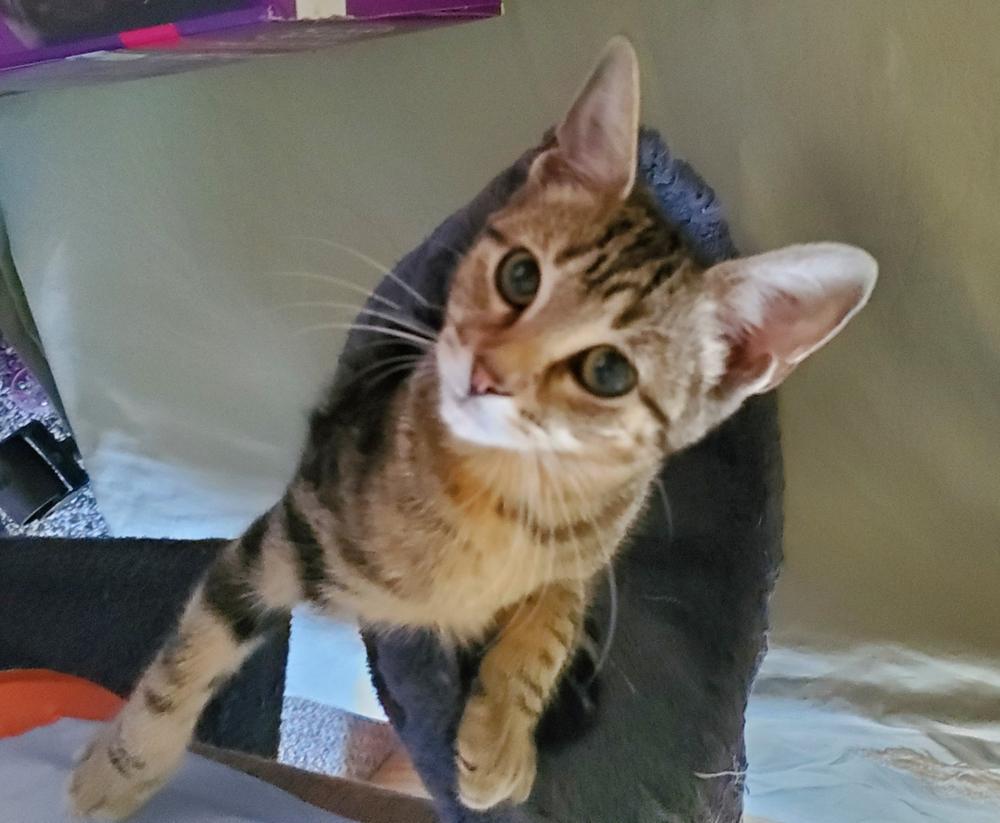 Sissy, a Adoptable mixed breed in South Bend, IN image 4/6