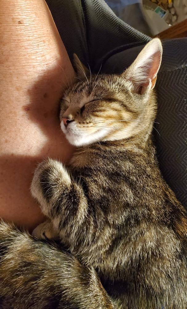 Sissy, a Adoptable mixed breed in South Bend, IN image 5/6