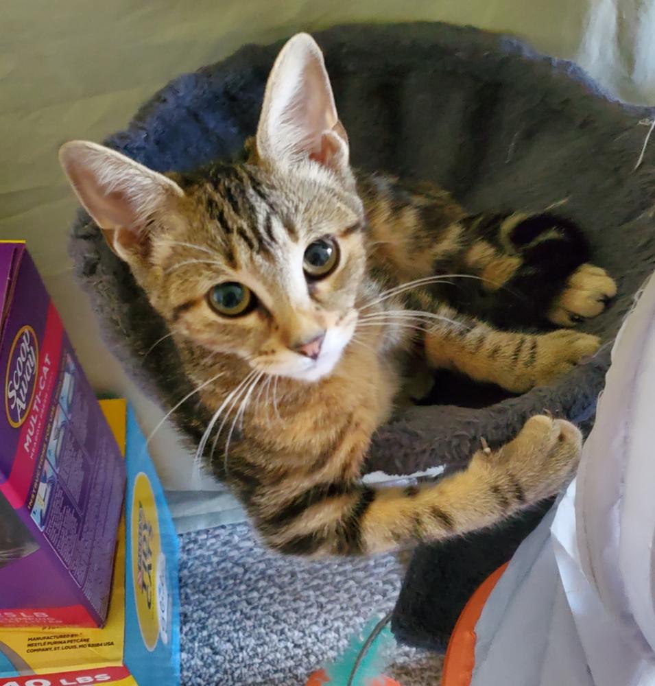 Sissy, a Adoptable mixed breed in South Bend, IN image 6/6