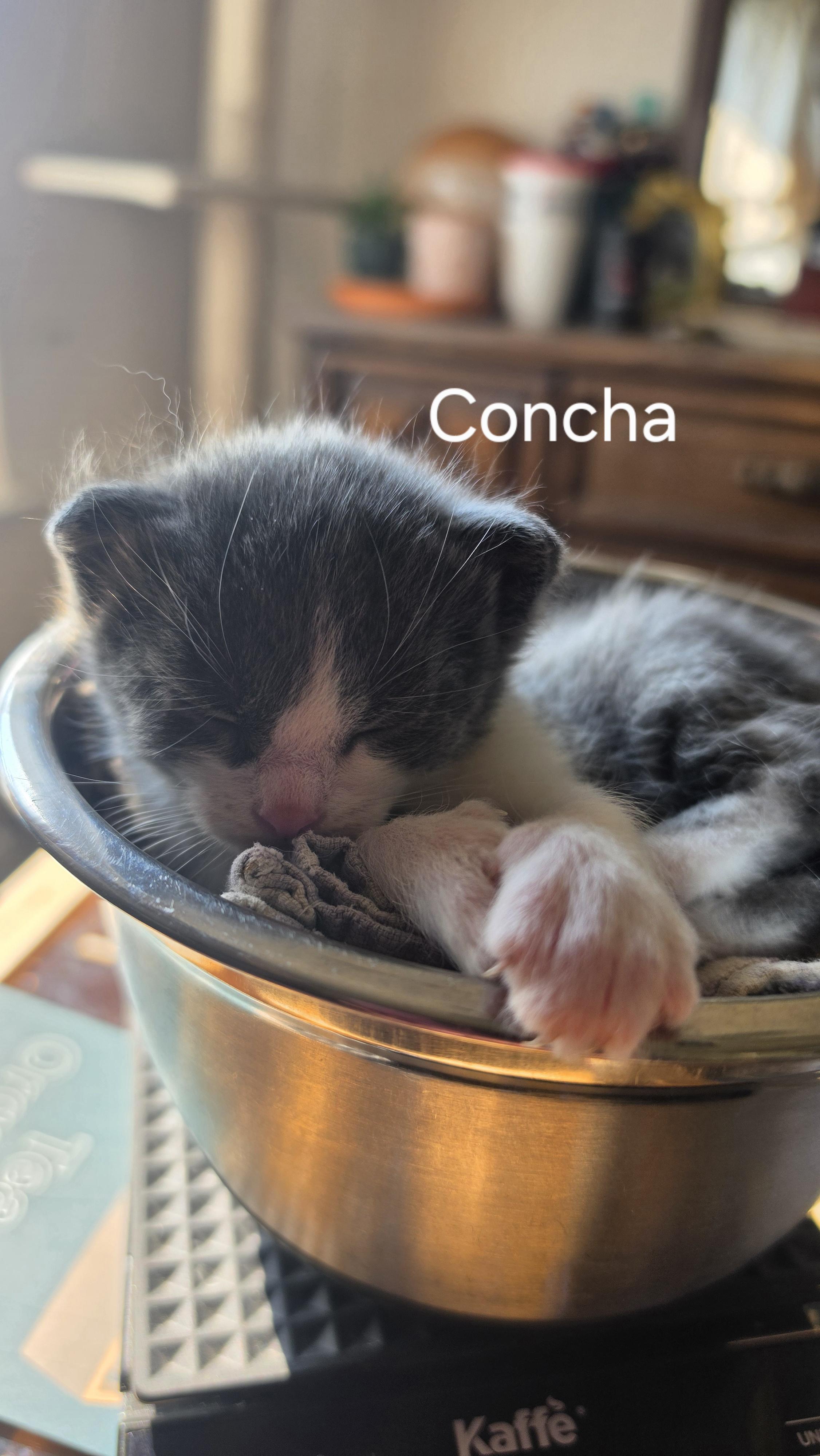 Enlarge Concha, a Adoptable Domestic Short Hair in Heyburn, ID image 2/5
