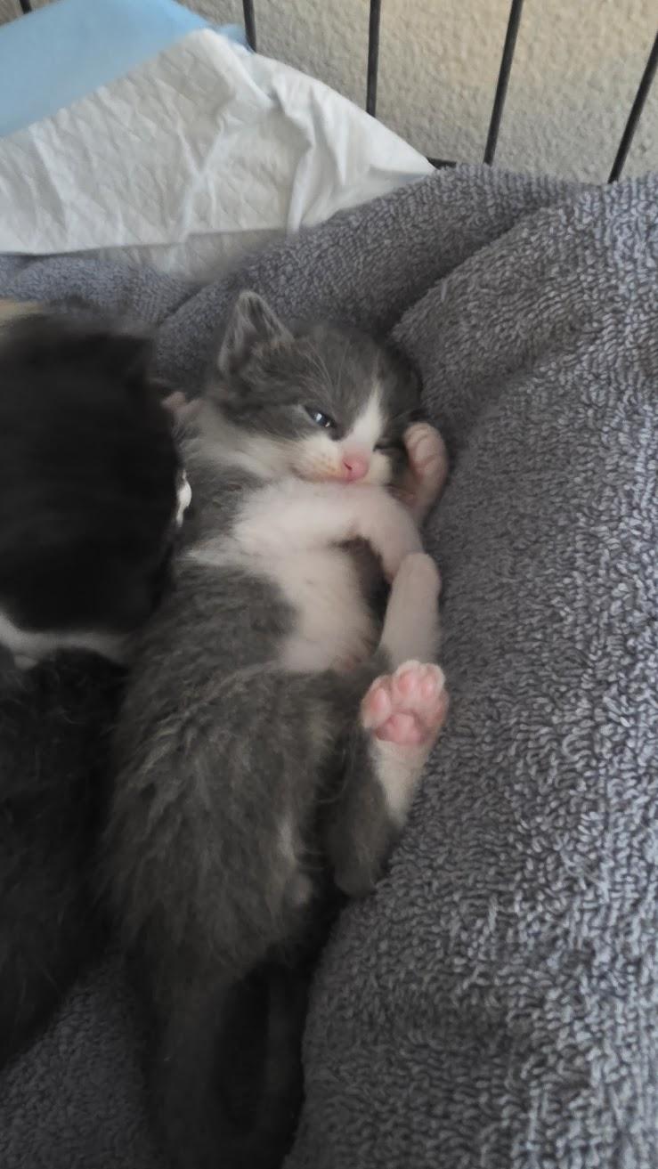 Enlarge Concha, a Adoptable Domestic Short Hair in Heyburn, ID image 3/5
