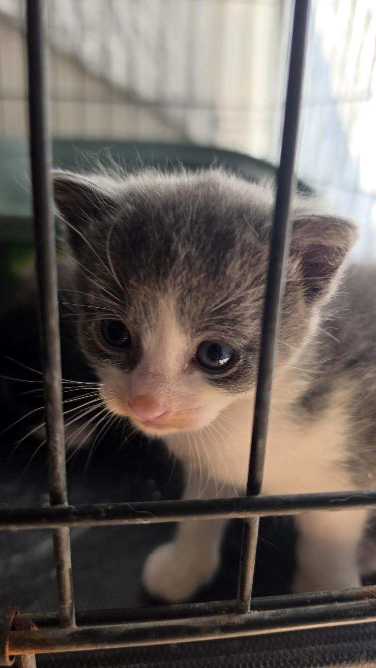 Enlarge Concha, a Adoptable Domestic Short Hair in Heyburn, ID image 4/5