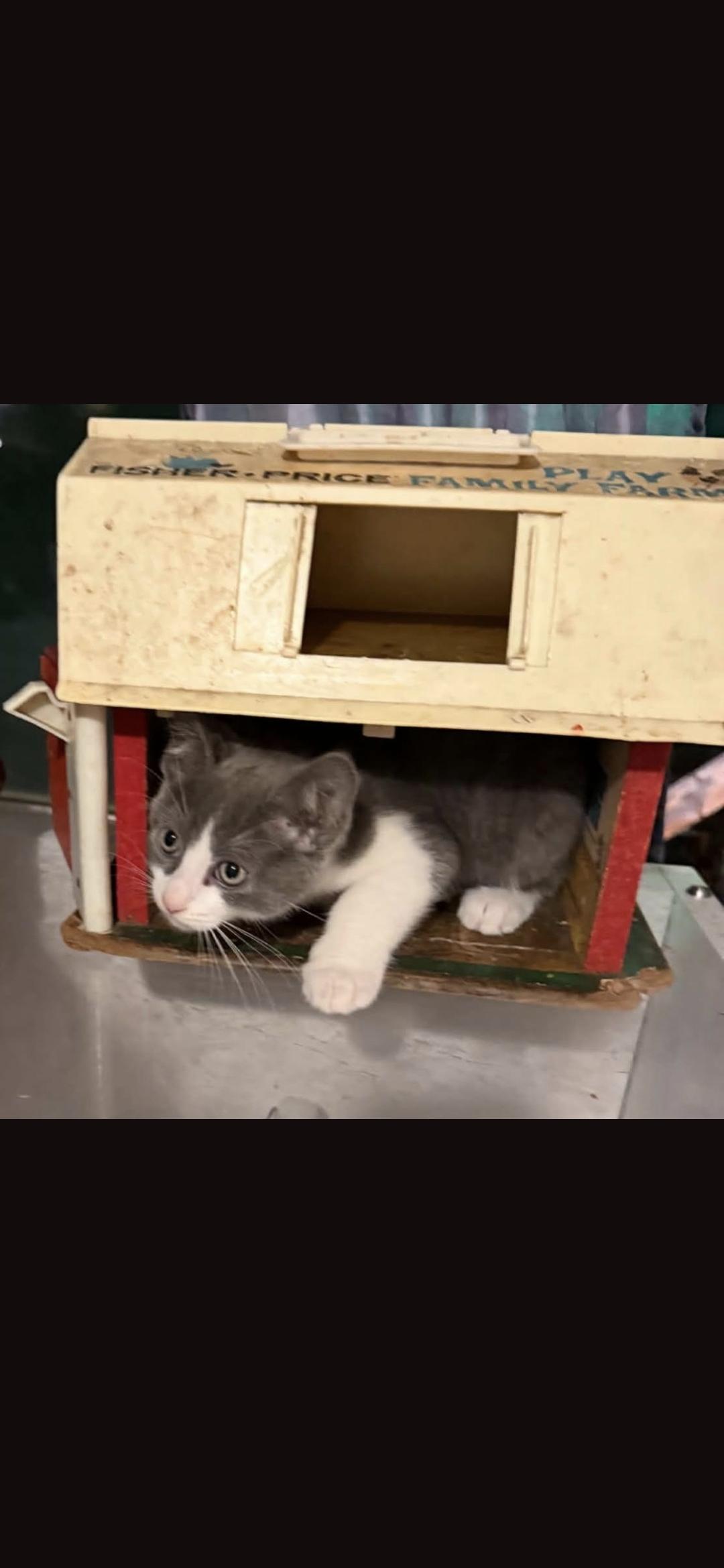 Enlarge Concha, a Adoptable Domestic Short Hair in Heyburn, ID image 5/5
