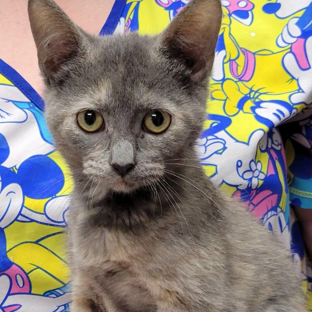 Gia, adopted, Kitten Female Dilute Calico.