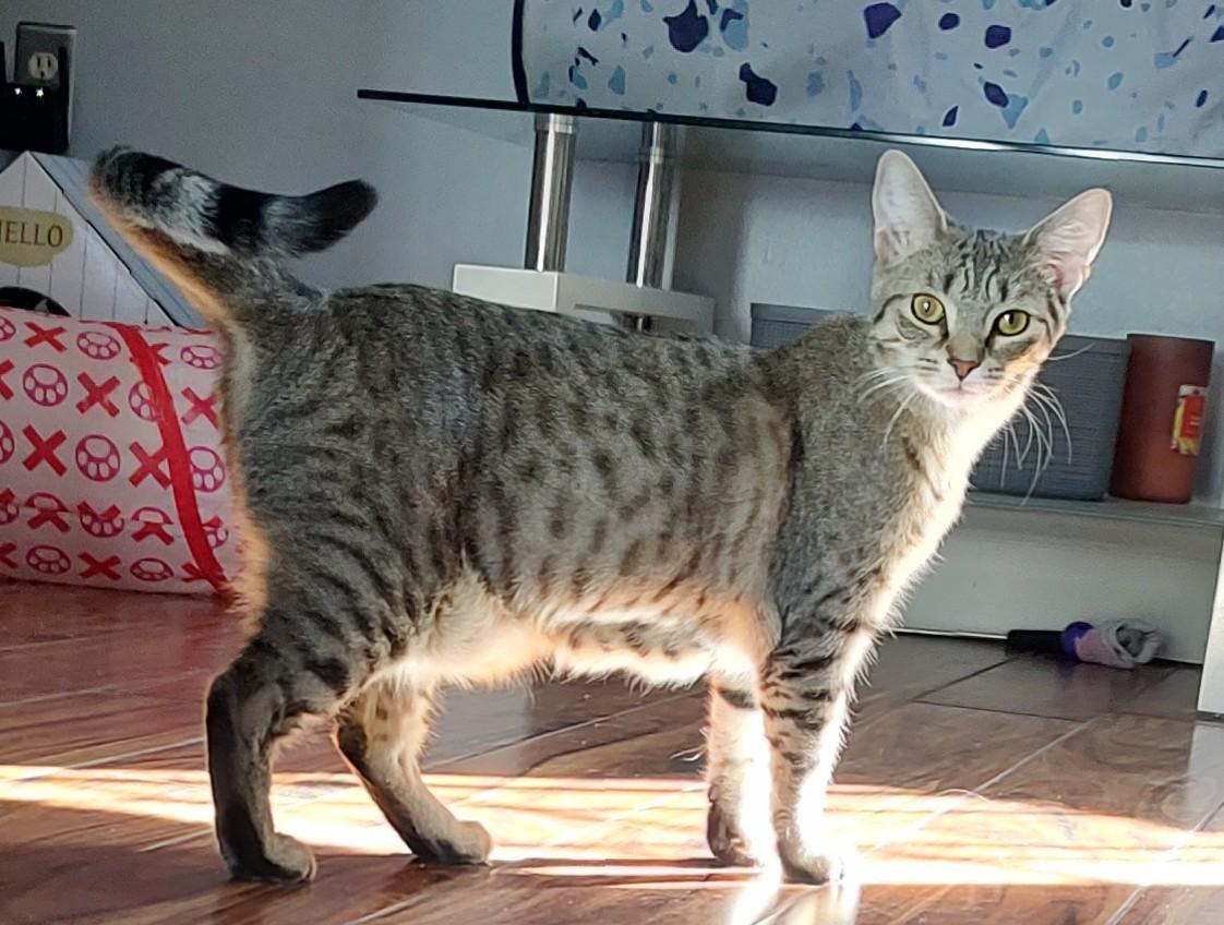 Lilo, Adoptable, Young Female Domestic Short Hair.