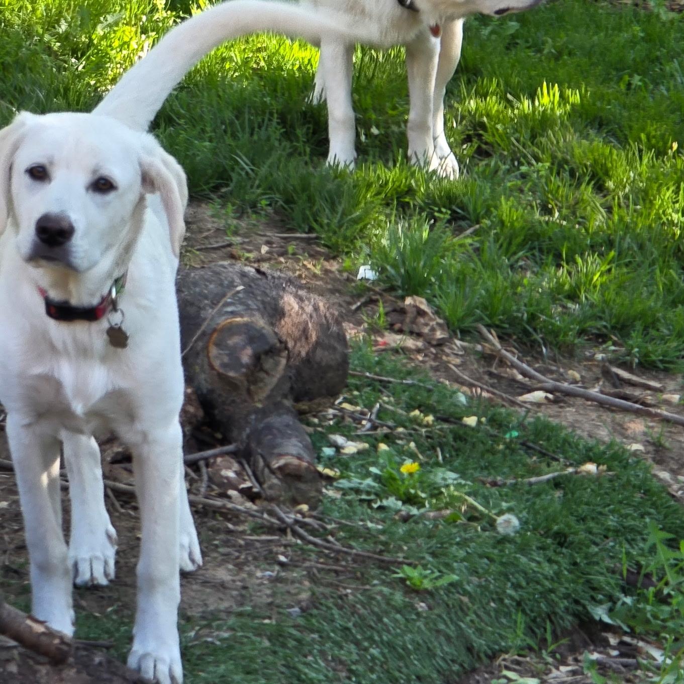 Enlarge Stormy, a ADOPTABLE mixed breed in Olathe, KS image 2/6