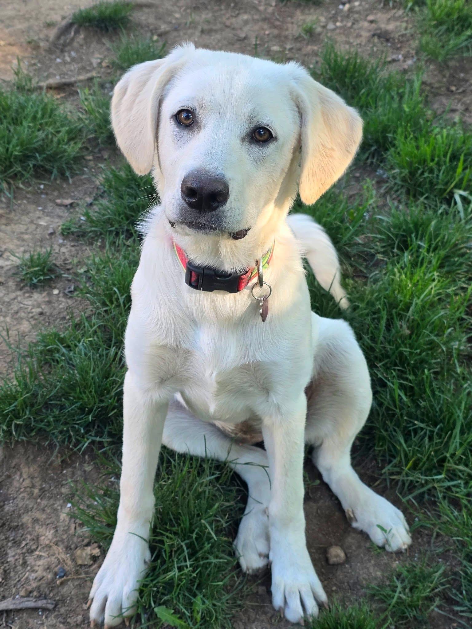 Enlarge Stormy, a ADOPTABLE mixed breed in Olathe, KS image 1/6