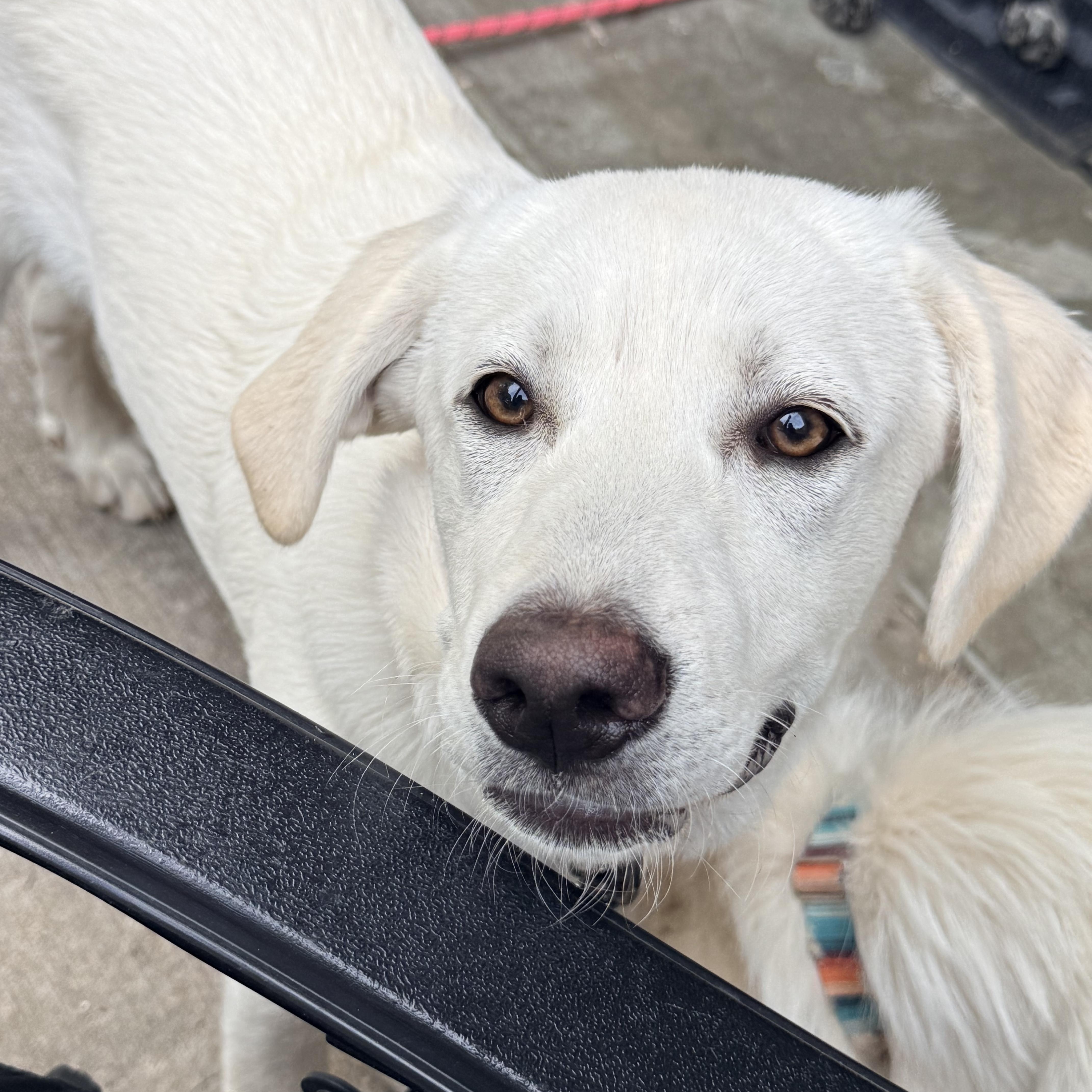 Enlarge Stormy, a ADOPTABLE mixed breed in Olathe, KS image 3/6