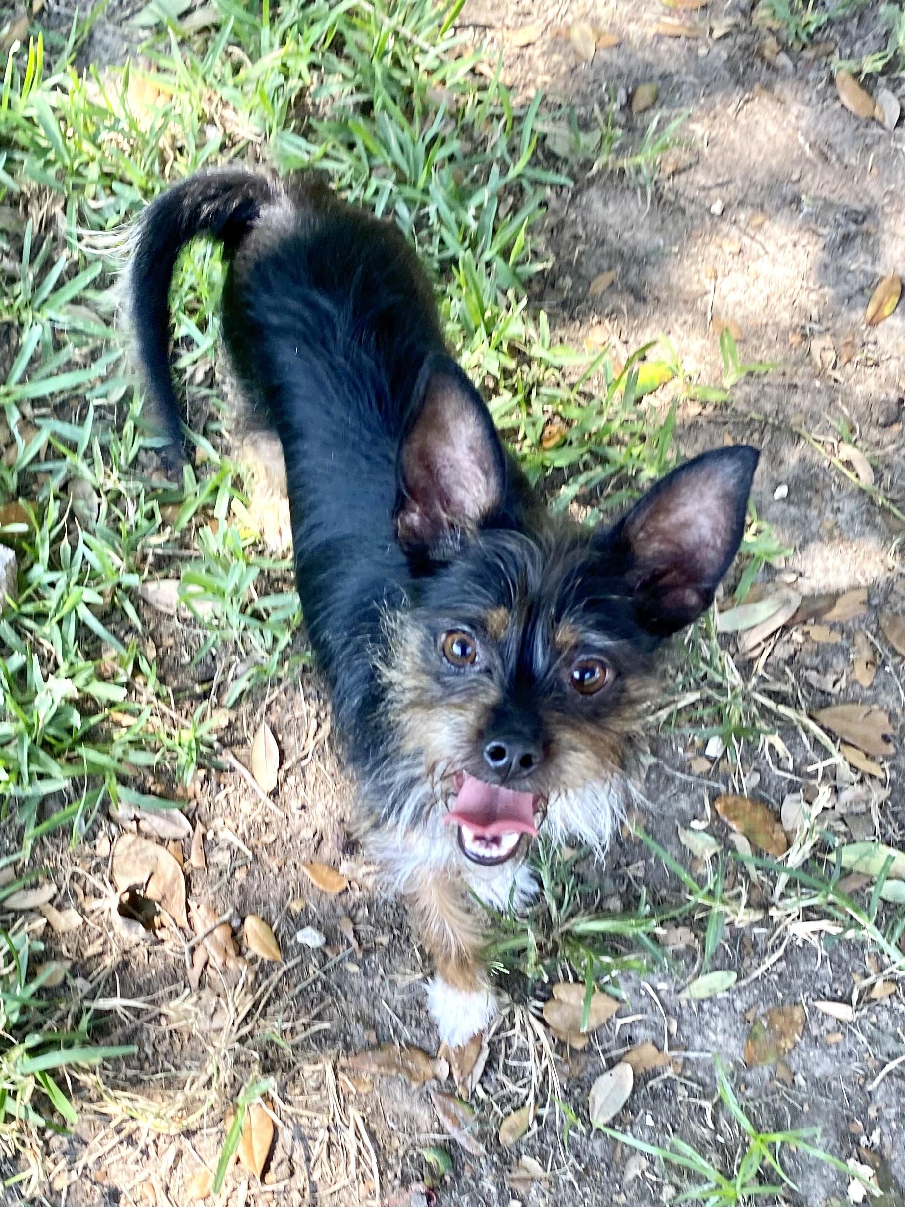 Grimmy, a Adoptable mixed breed in Houston, TX image 6/6