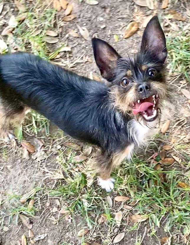 Grimmy, Adoptable, Young Male Chihuahua & Shih Tzu.