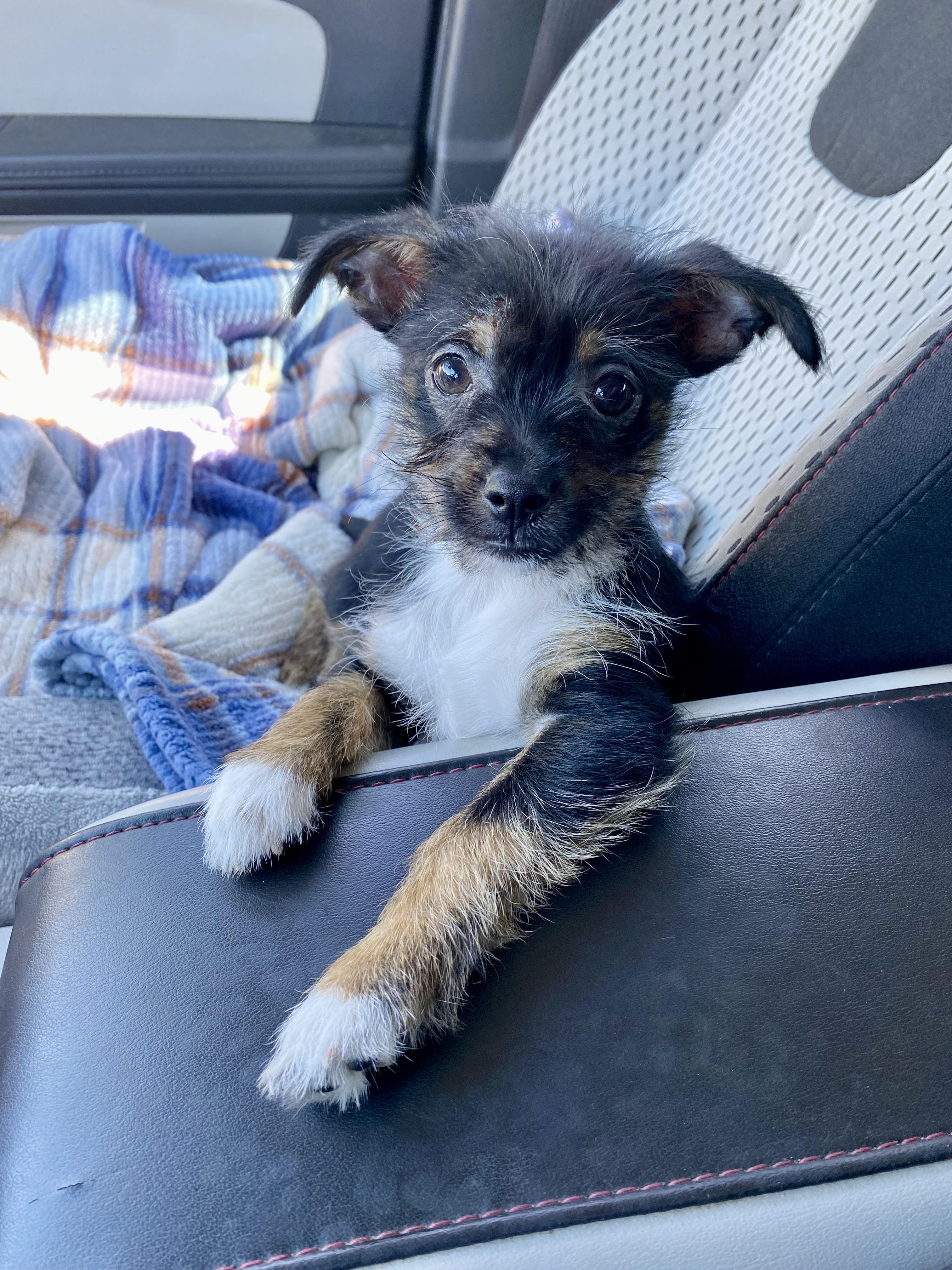 Grimmy, a Adoptable mixed breed in Houston, TX image 5/6