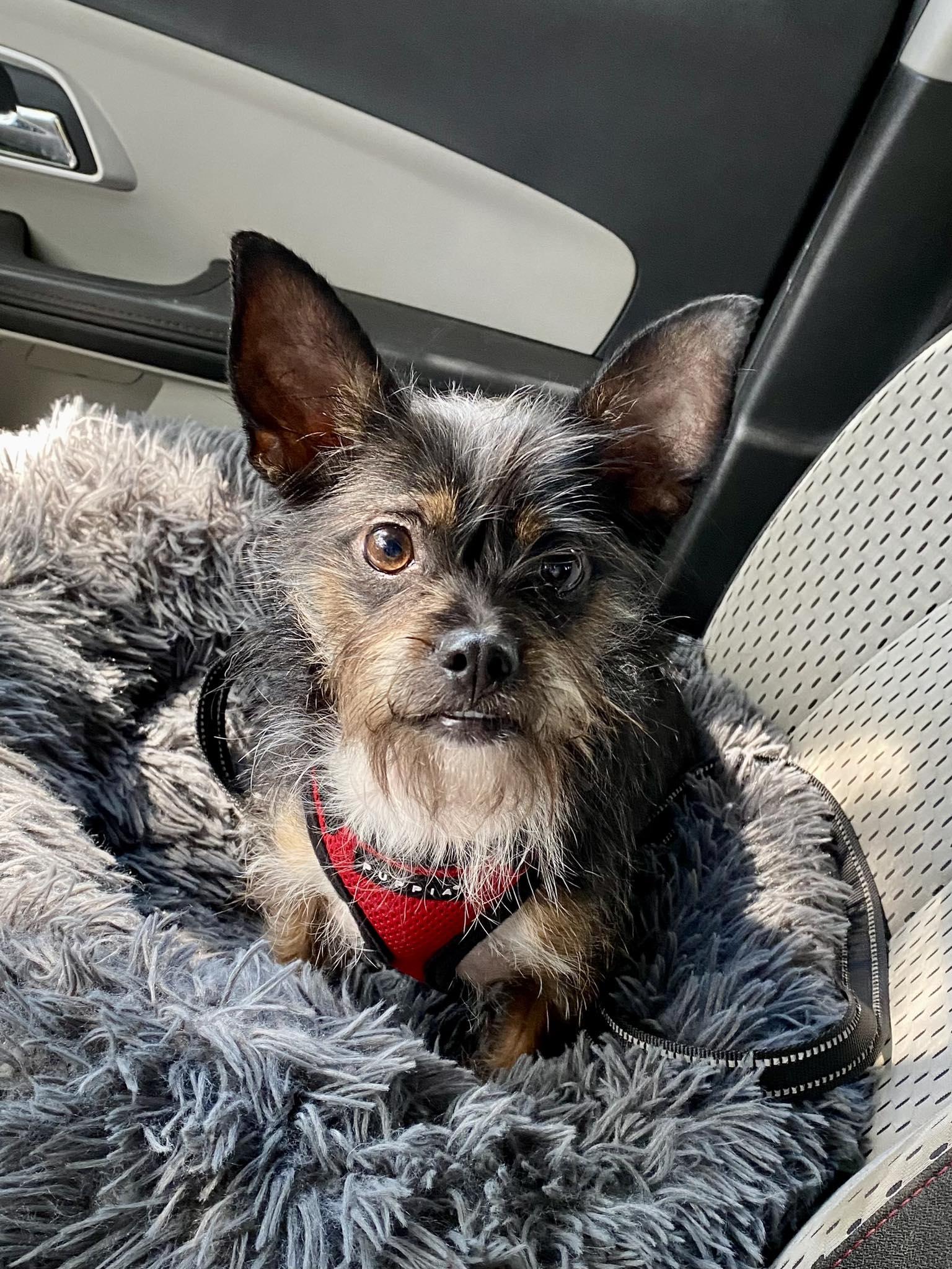 Grimmy, a Adoptable mixed breed in Houston, TX image 1/6