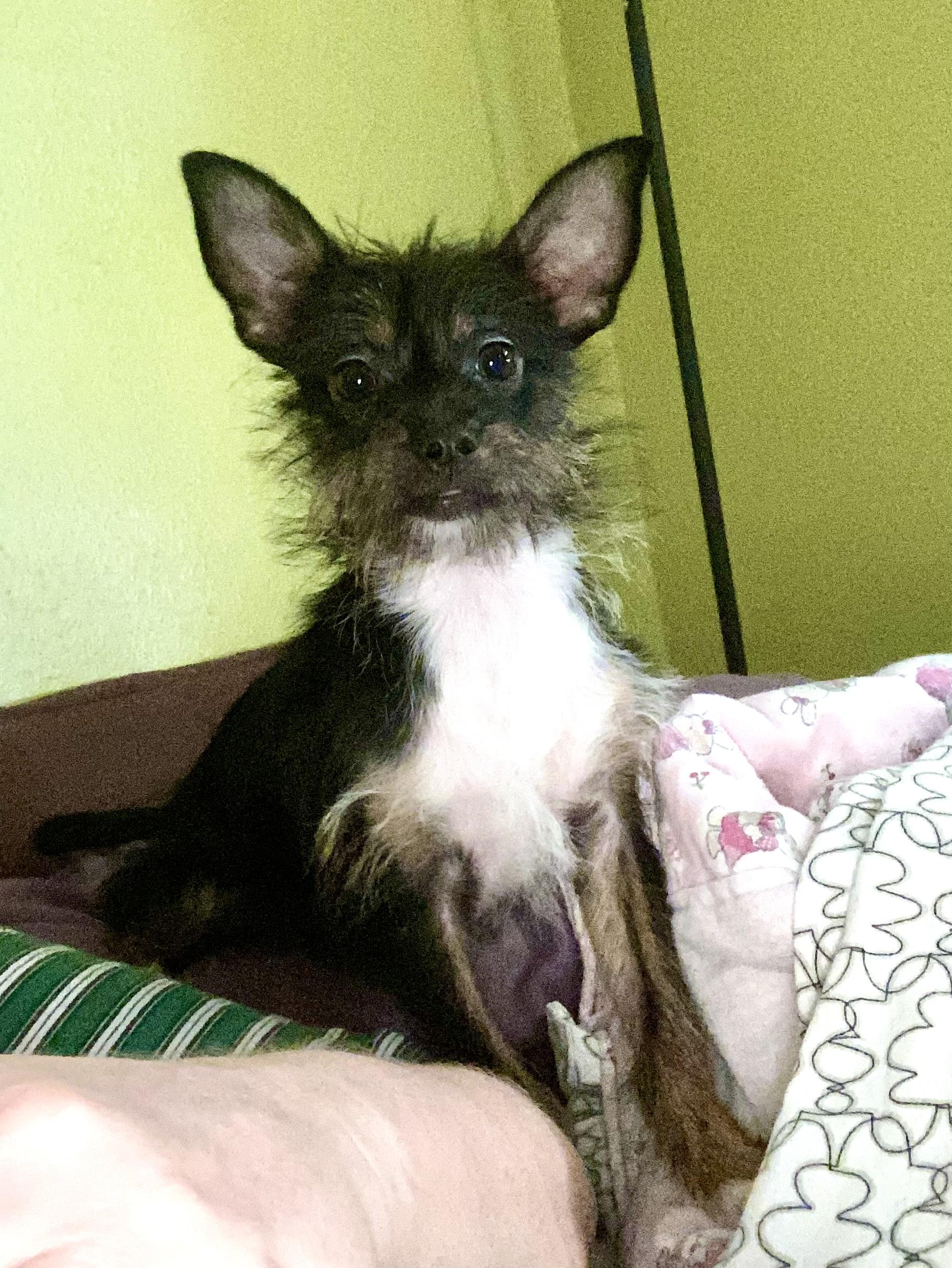 Grimmy, a Adoptable mixed breed in Houston, TX image 4/6