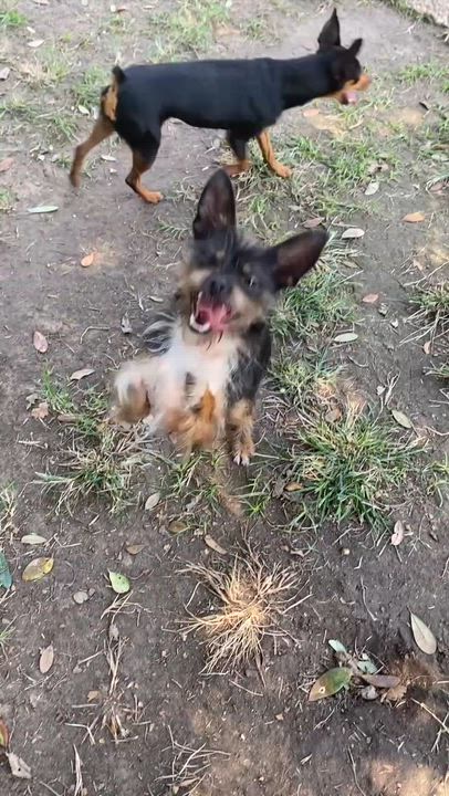 Enlarge Grimmy, a Adoptable mixed breed in Houston, TX video 3/6