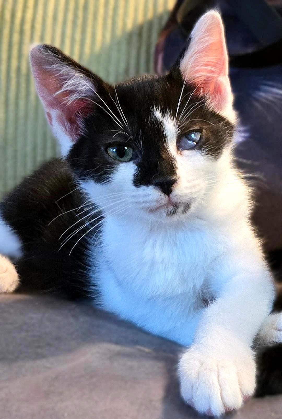 Enlarge Pumpernickel, a Adoptable Domestic Short Hair in Morgantown, WV image 1/3