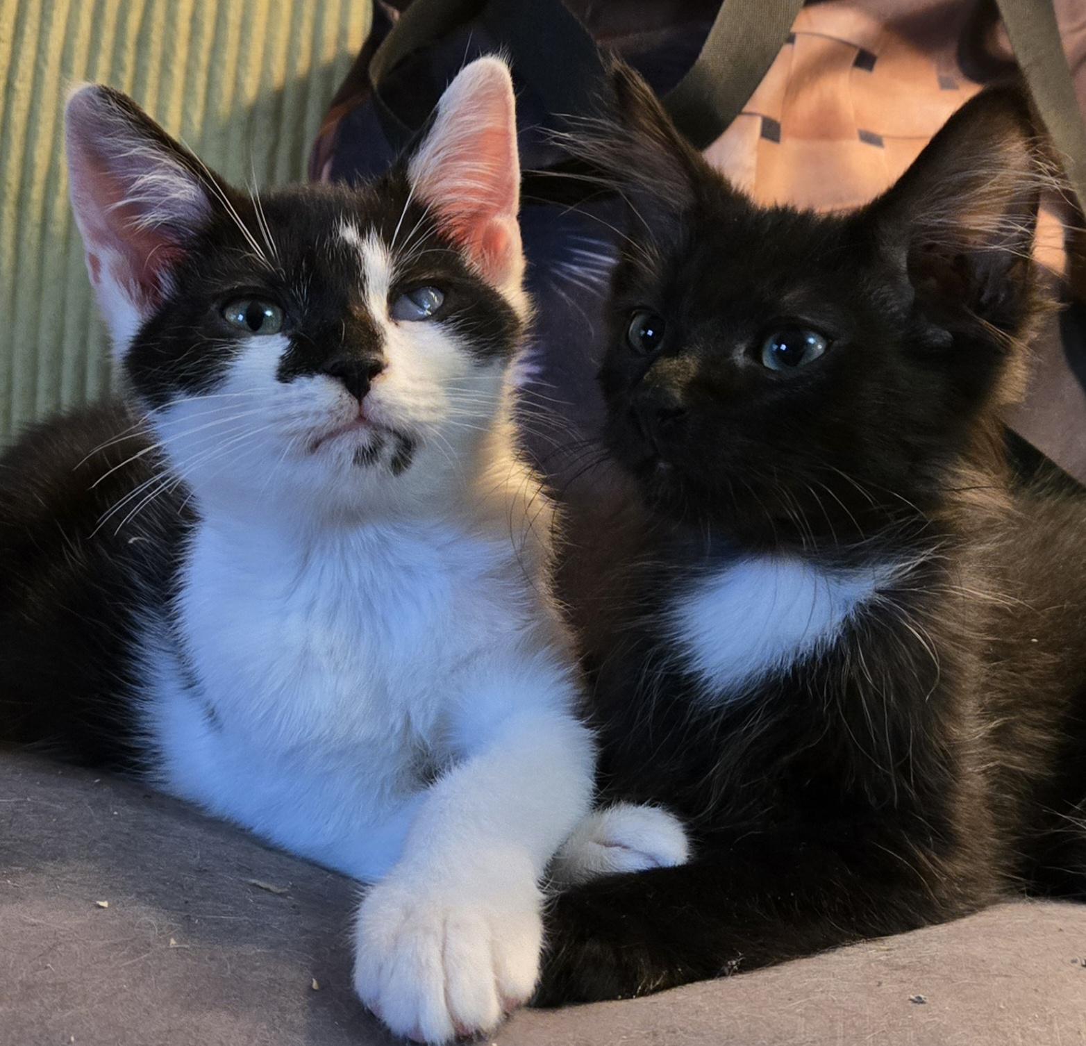 Enlarge Pumpernickel, a Adoptable Domestic Short Hair in Morgantown, WV image 3/3