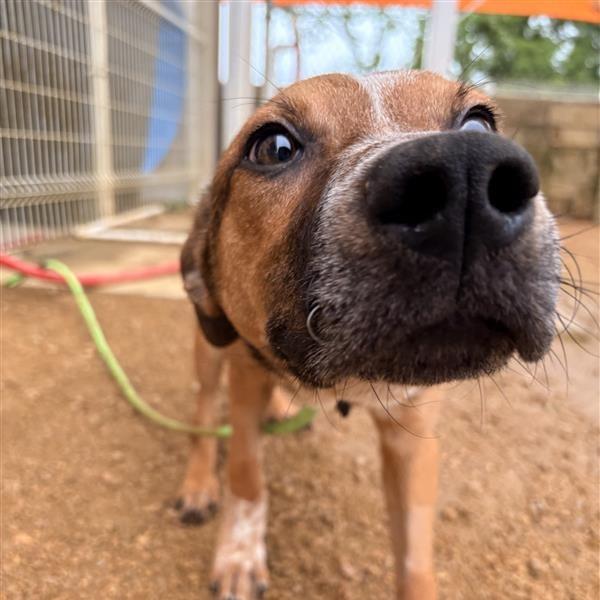 Enlarge Chance, a Adoptable Mixed Breed in Bentonville, AR image 1/4