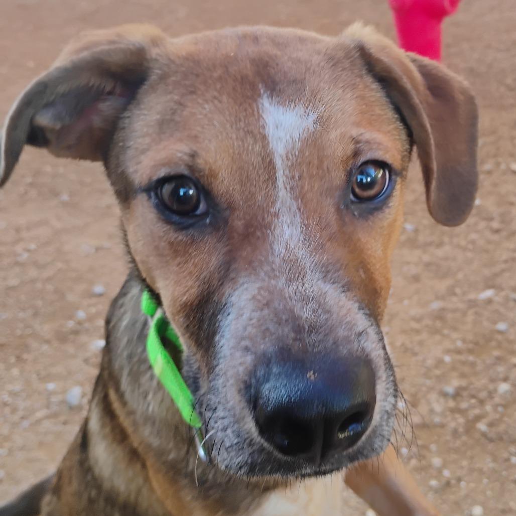 Enlarge Chance, a Adoptable Mixed Breed in Bentonville, AR image 2/4