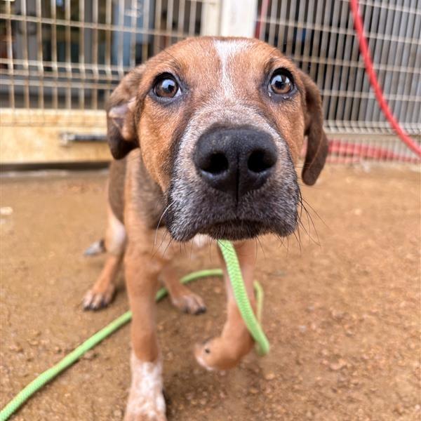 Enlarge Chance, a Adoptable Mixed Breed in Bentonville, AR image 3/4