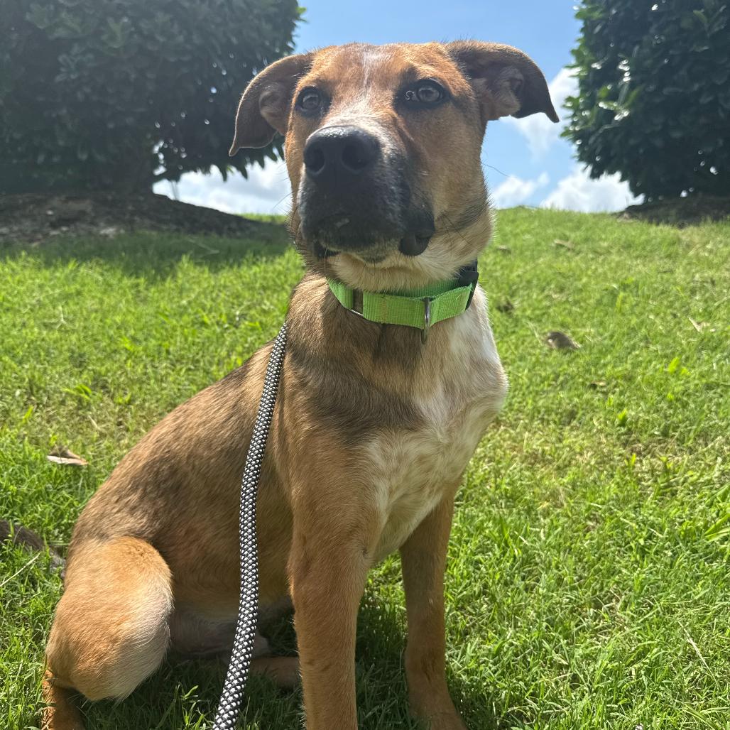 Chance, a Adoptable Mixed Breed in Bentonville, AR image 4/6