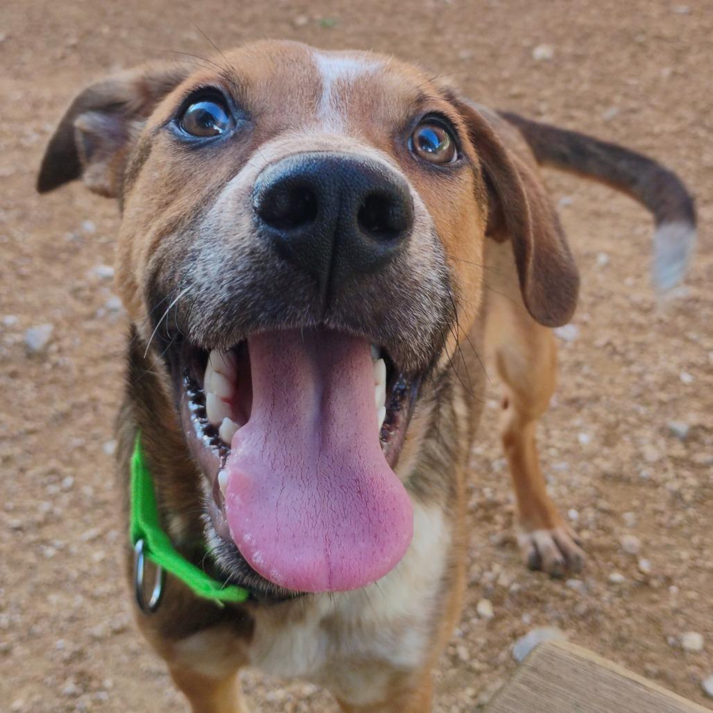 Enlarge Chance, a Adoptable Mixed Breed in Bentonville, AR image 4/4