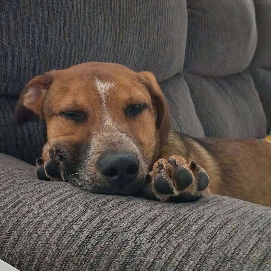 Chance, a Adoptable Mixed Breed in Bentonville, AR image 6/6