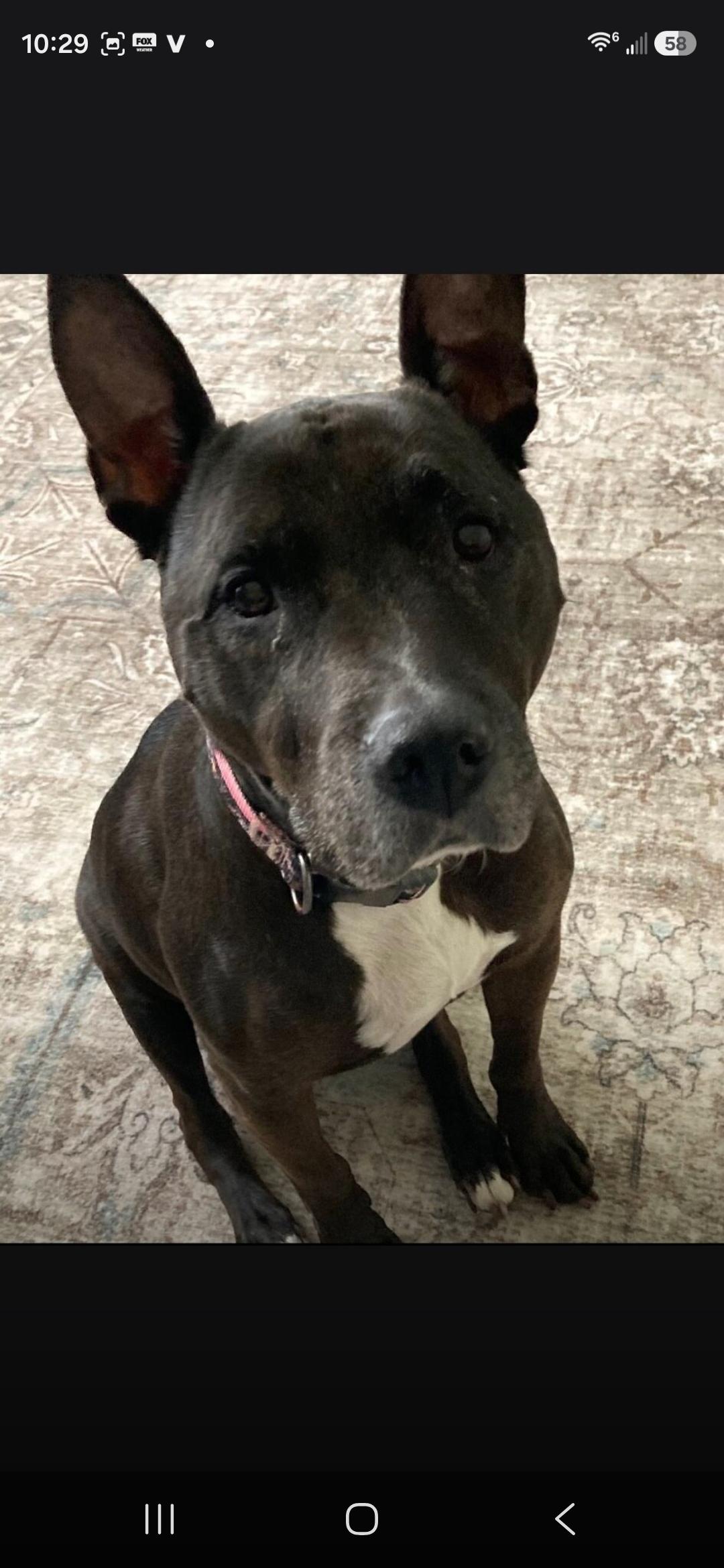 Dolly, ADOPTABLE, Senior Female Staffordshire Bull Terrier.