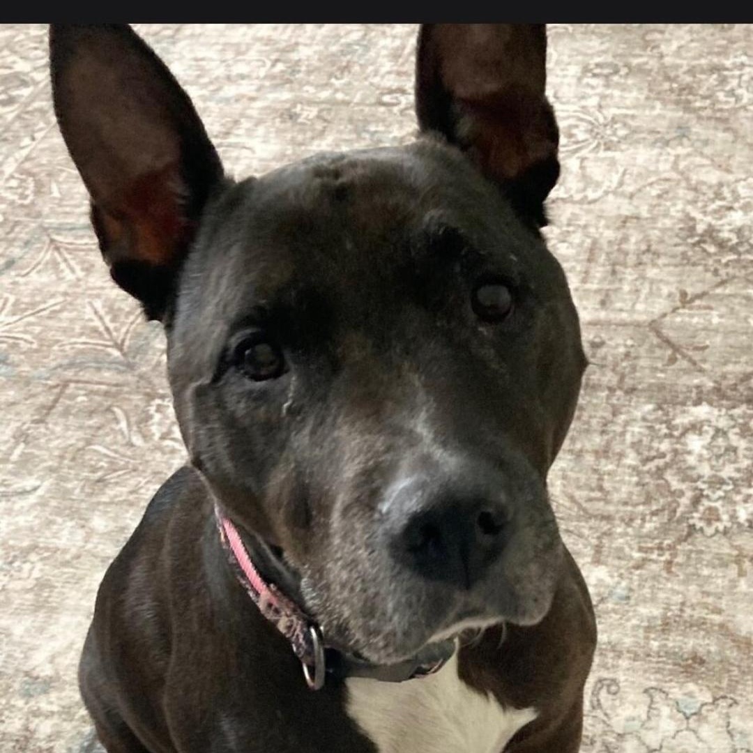 Enlarge Dolly, a Adoptable Staffordshire Bull Terrier in Maryville, TN image 1/1