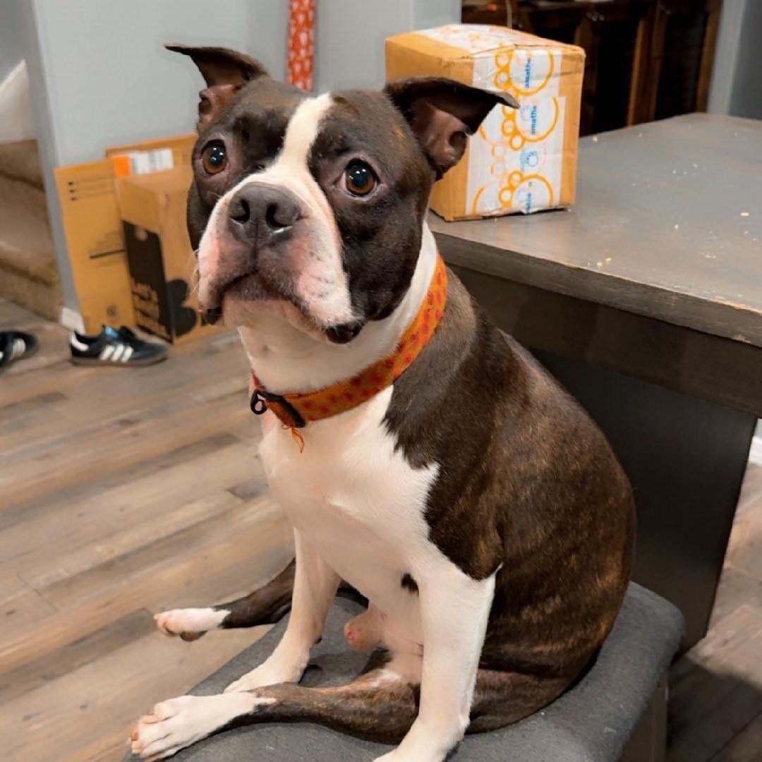 Enlarge Bart  in ID, a ADOPTABLE Boston Terrier in Boise, ID image 3/3