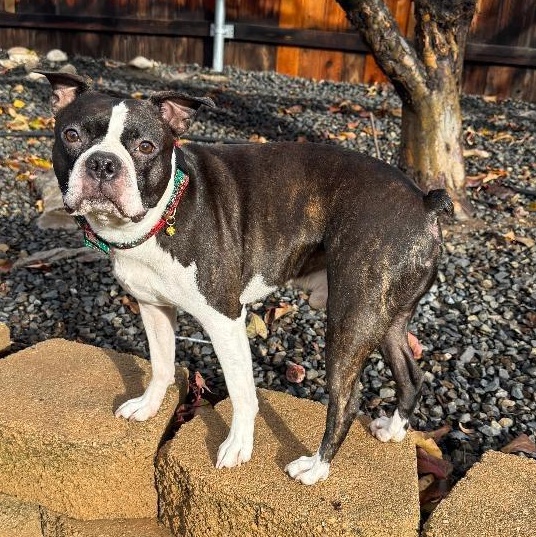 Enlarge Bart  in ID, a ADOPTABLE Boston Terrier in Boise, ID image 2/3