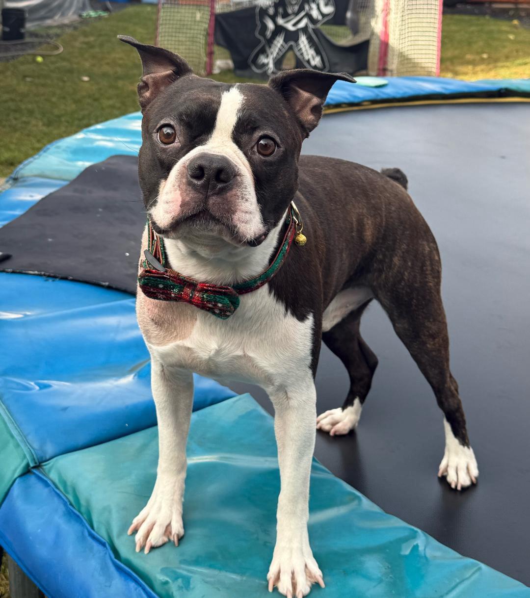 Bart  in ID, ADOPTABLE, Adult Male Boston Terrier.