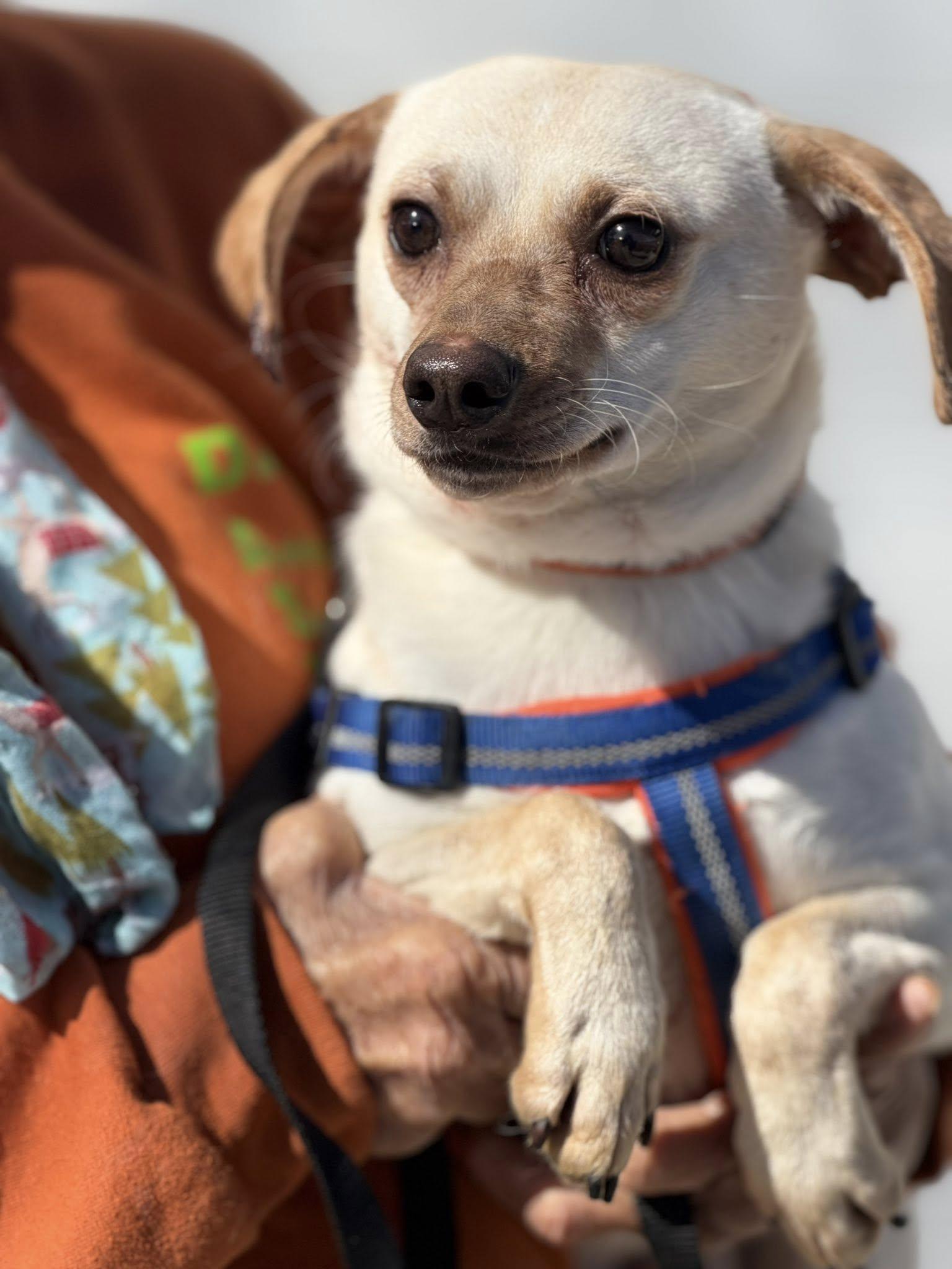 Enlarge Junior, a Adoptable Chihuahua in Ashville, OH image 2/3