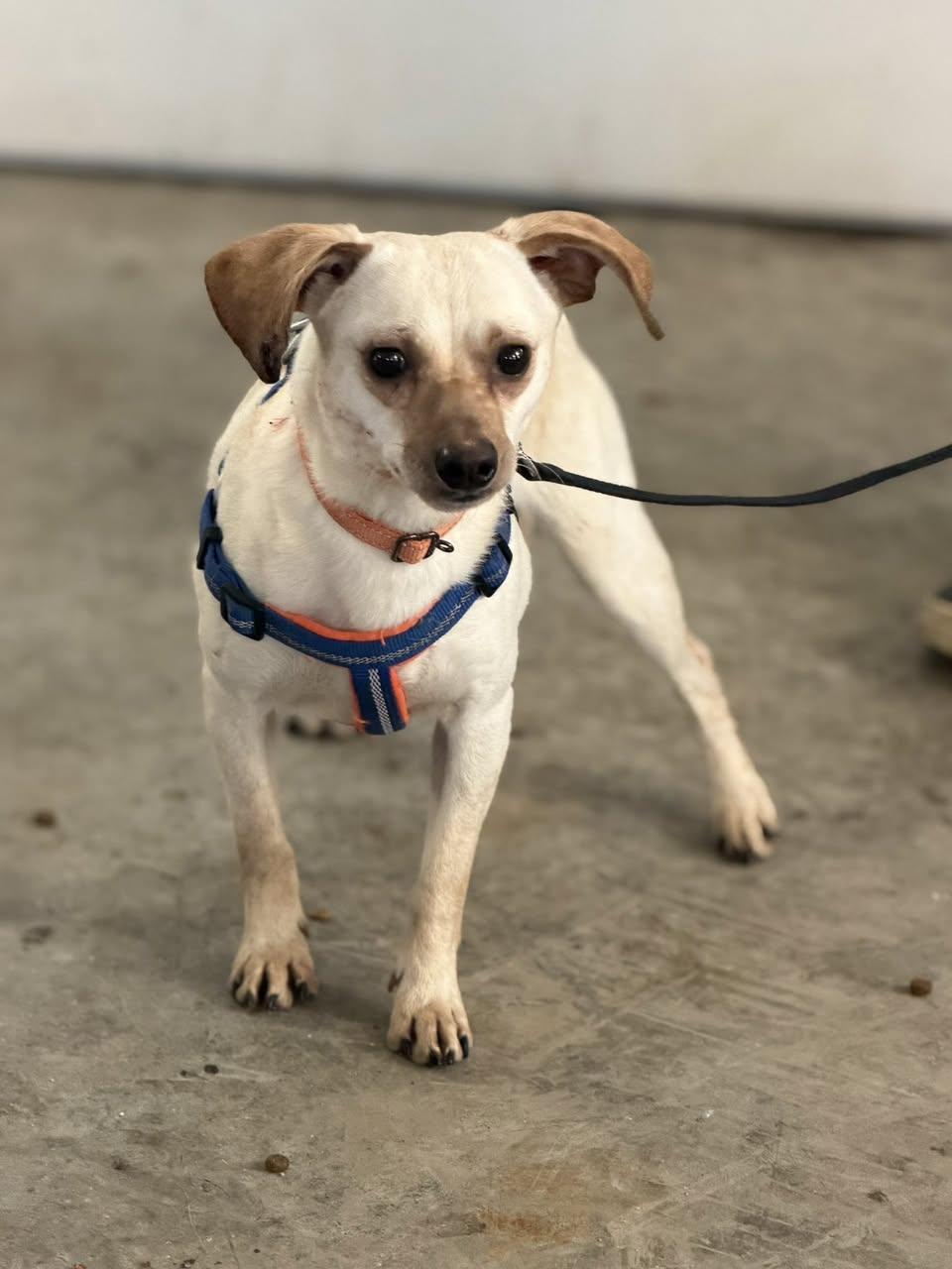 Enlarge Junior, a Adoptable Chihuahua in Ashville, OH image 3/3
