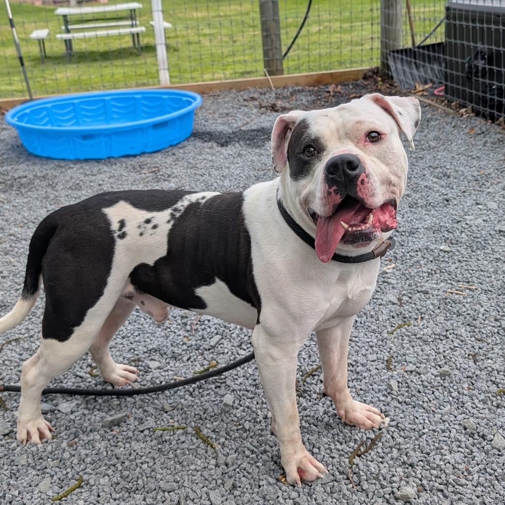 Enlarge Dominick the Donkey, a Adoptable Pit Bull Terrier in Birdsboro, PA image 1/5