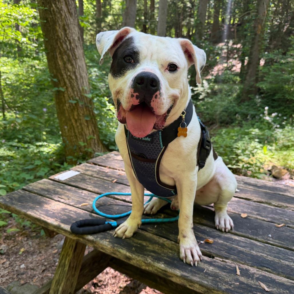 Enlarge Dominick the Donkey, a Adoptable Pit Bull Terrier in Birdsboro, PA image 2/5