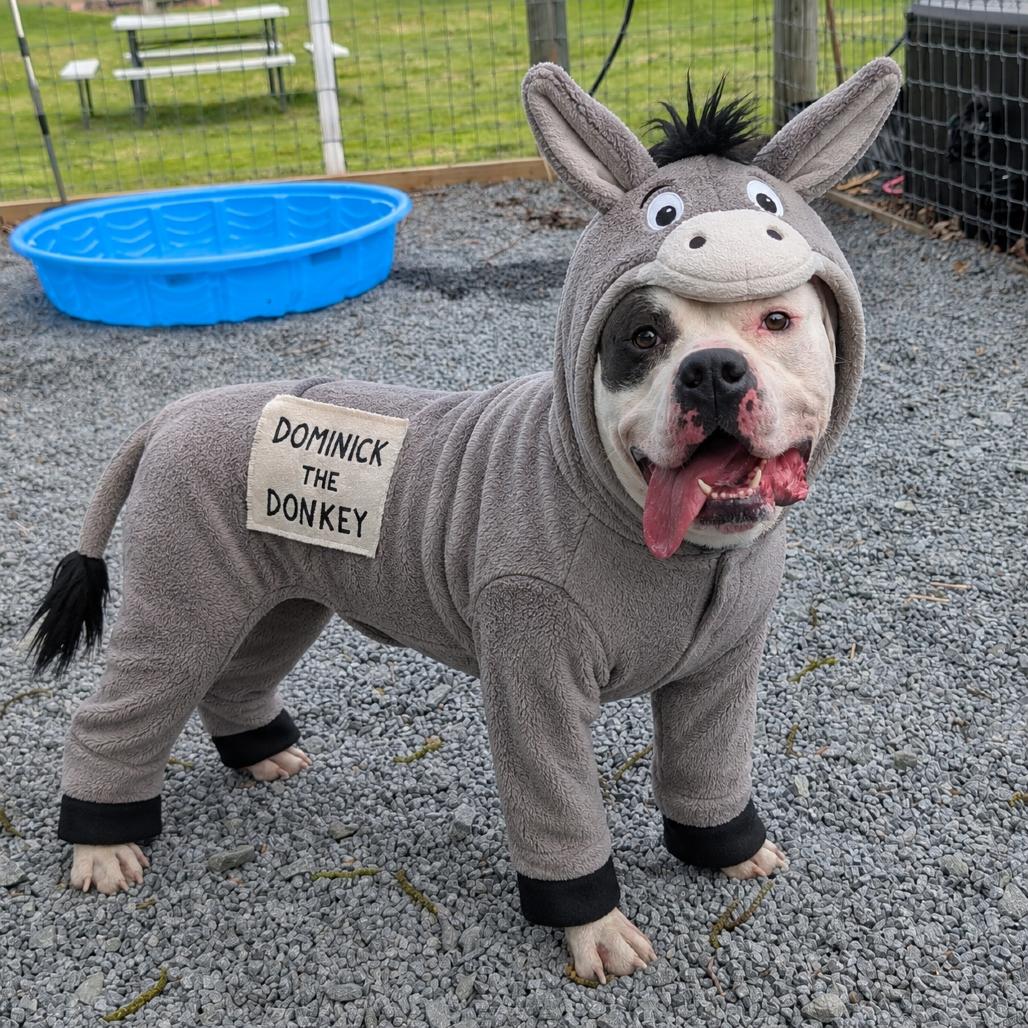 Enlarge Dominick the Donkey, a Adoptable Pit Bull Terrier in Birdsboro, PA image 3/5