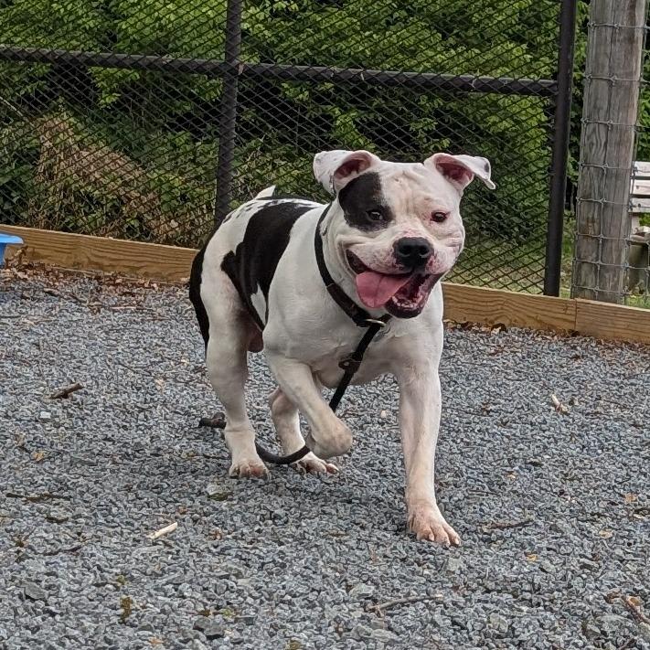 Enlarge Dominick the Donkey, a Adoptable Pit Bull Terrier in Birdsboro, PA image 4/5
