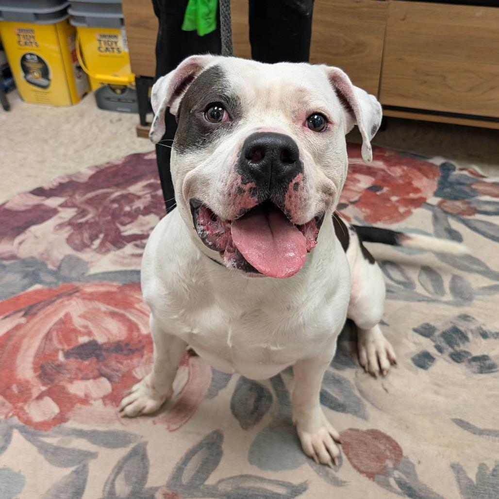 Enlarge Dominick the Donkey, a Adoptable Pit Bull Terrier in Birdsboro, PA image 5/5