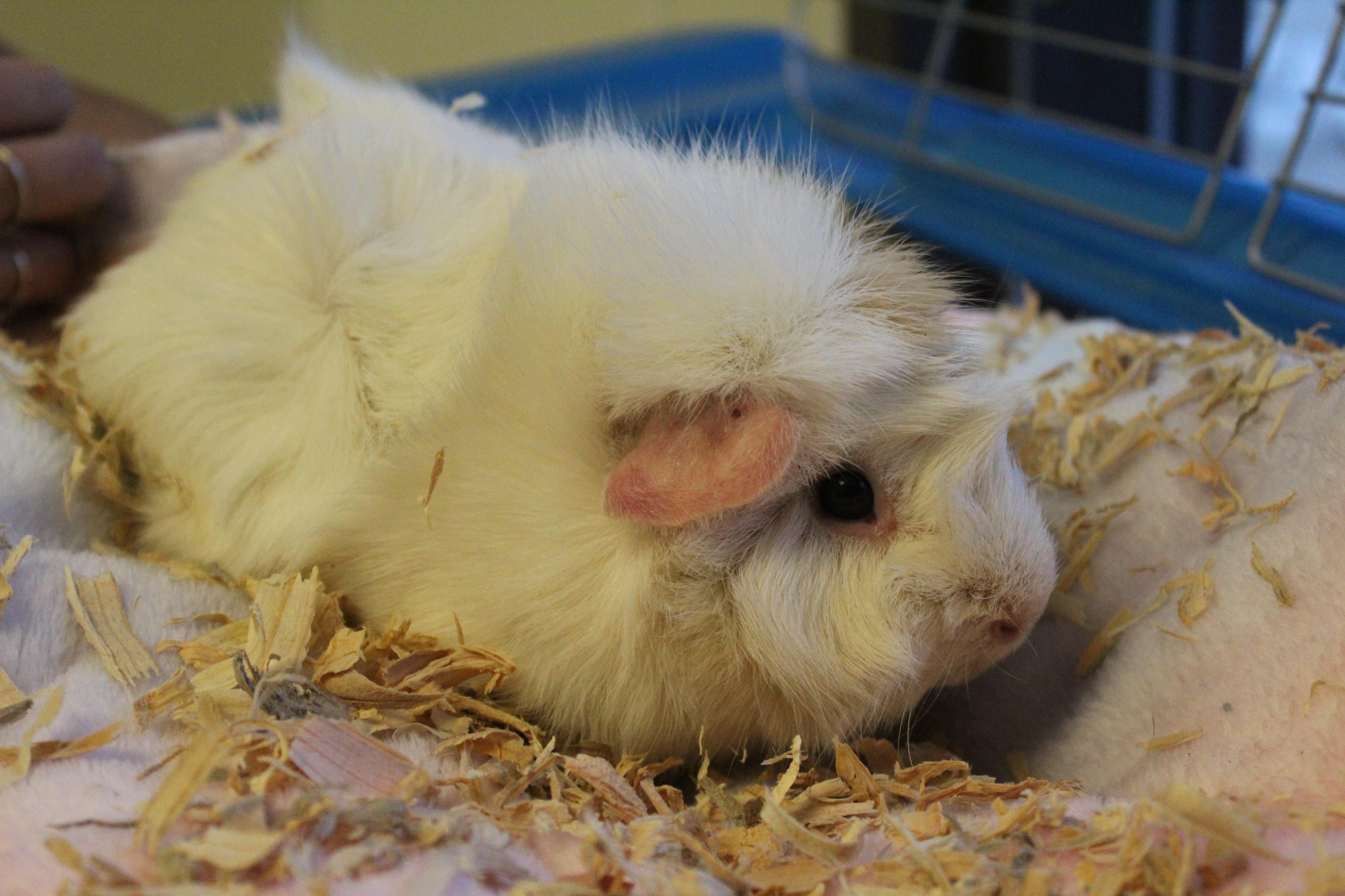 Gale, Adult Female Guinea Pig