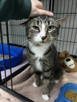 Mocha, ADOPTABLE, Adult Female Domestic Short Hair.