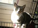Mocha, a ADOPTABLE Domestic Short Hair in Potsdam, NY image 2/2