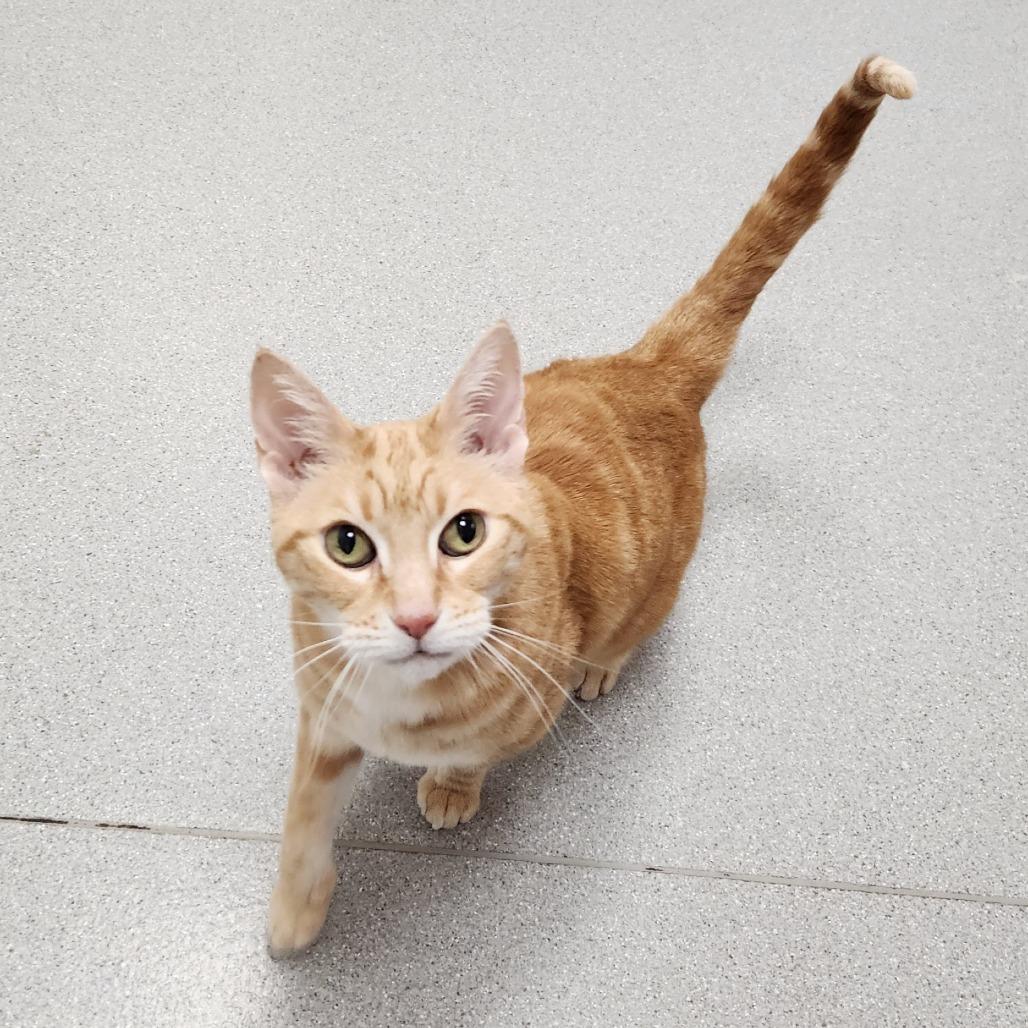 Enlarge Madam Marmalade, a Adoptable Domestic Short Hair in Murray, UT image 1/5