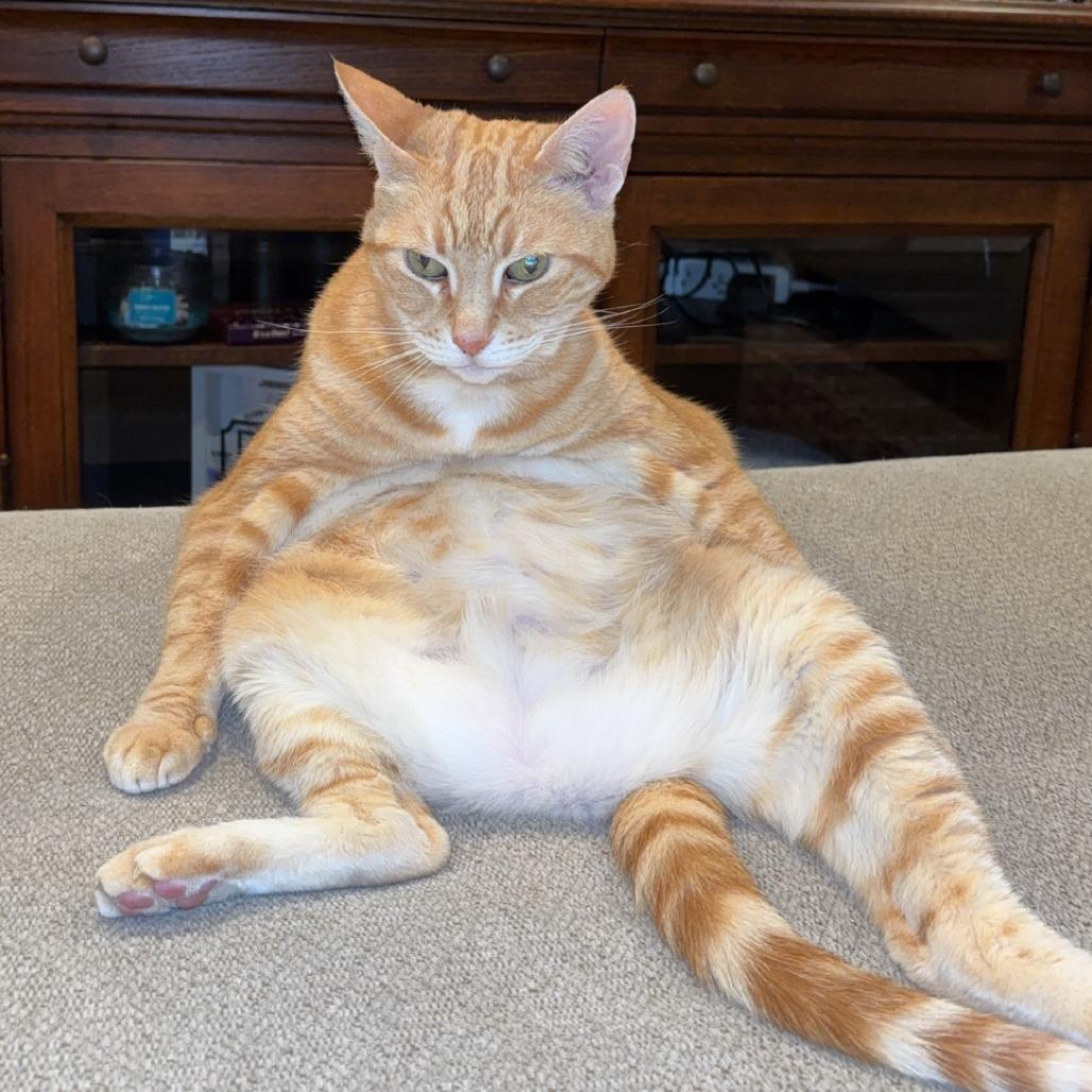 Enlarge Madam Marmalade, a Adoptable Domestic Short Hair in Murray, UT image 2/5