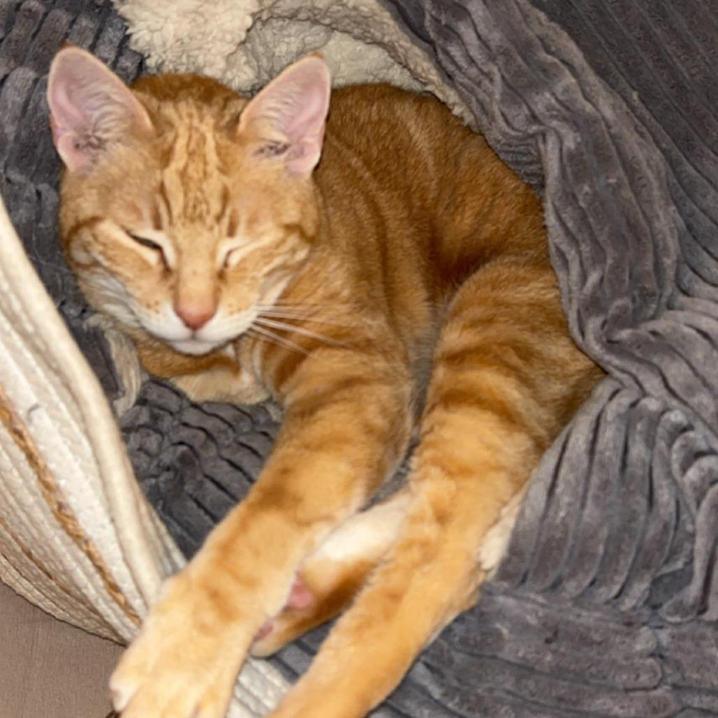 Enlarge Madam Marmalade, a Adoptable Domestic Short Hair in Murray, UT image 3/5
