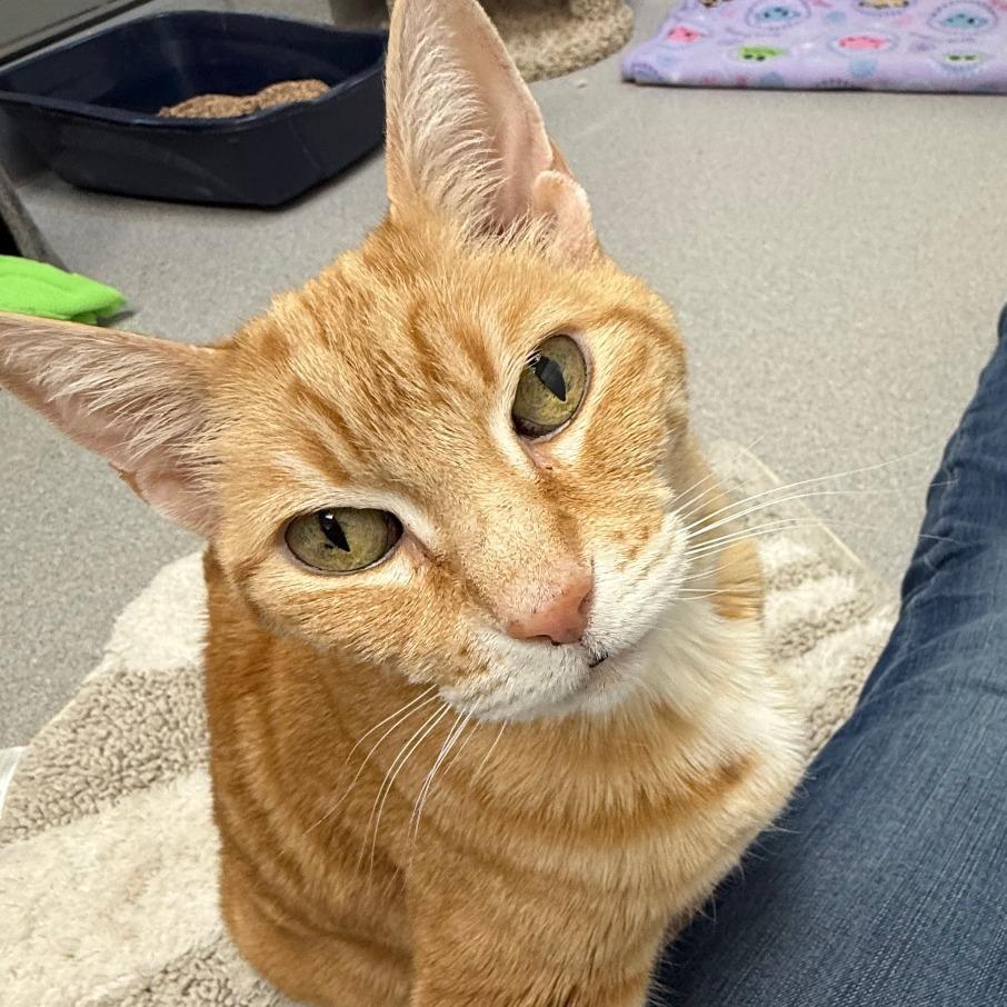 Enlarge Madam Marmalade, a Adoptable Domestic Short Hair in Murray, UT image 4/5