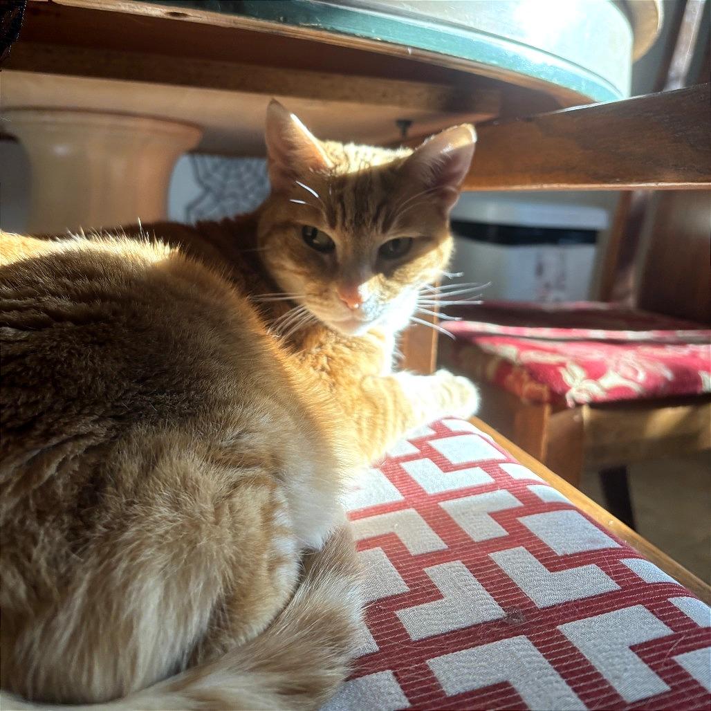 Enlarge Madam Marmalade, a Adoptable Domestic Short Hair in Murray, UT image 5/5