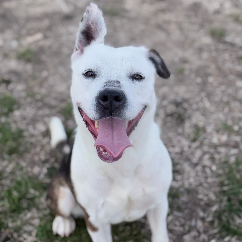 Enlarge Tofu 26-008, a Adoptable mixed breed in Little Rock, AR image 1/1