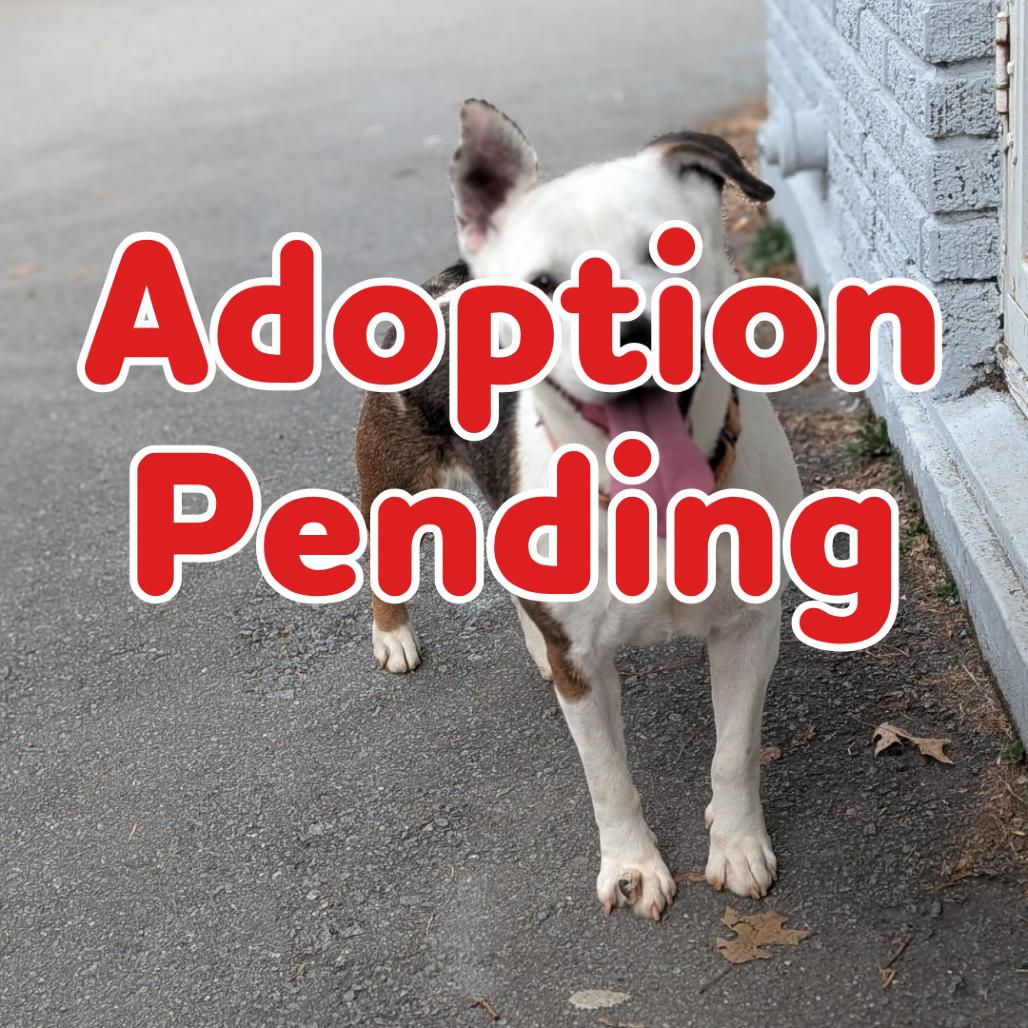 Enlarge Tofu 26-008, a Adoptable mixed breed in Little Rock, AR image 1/1