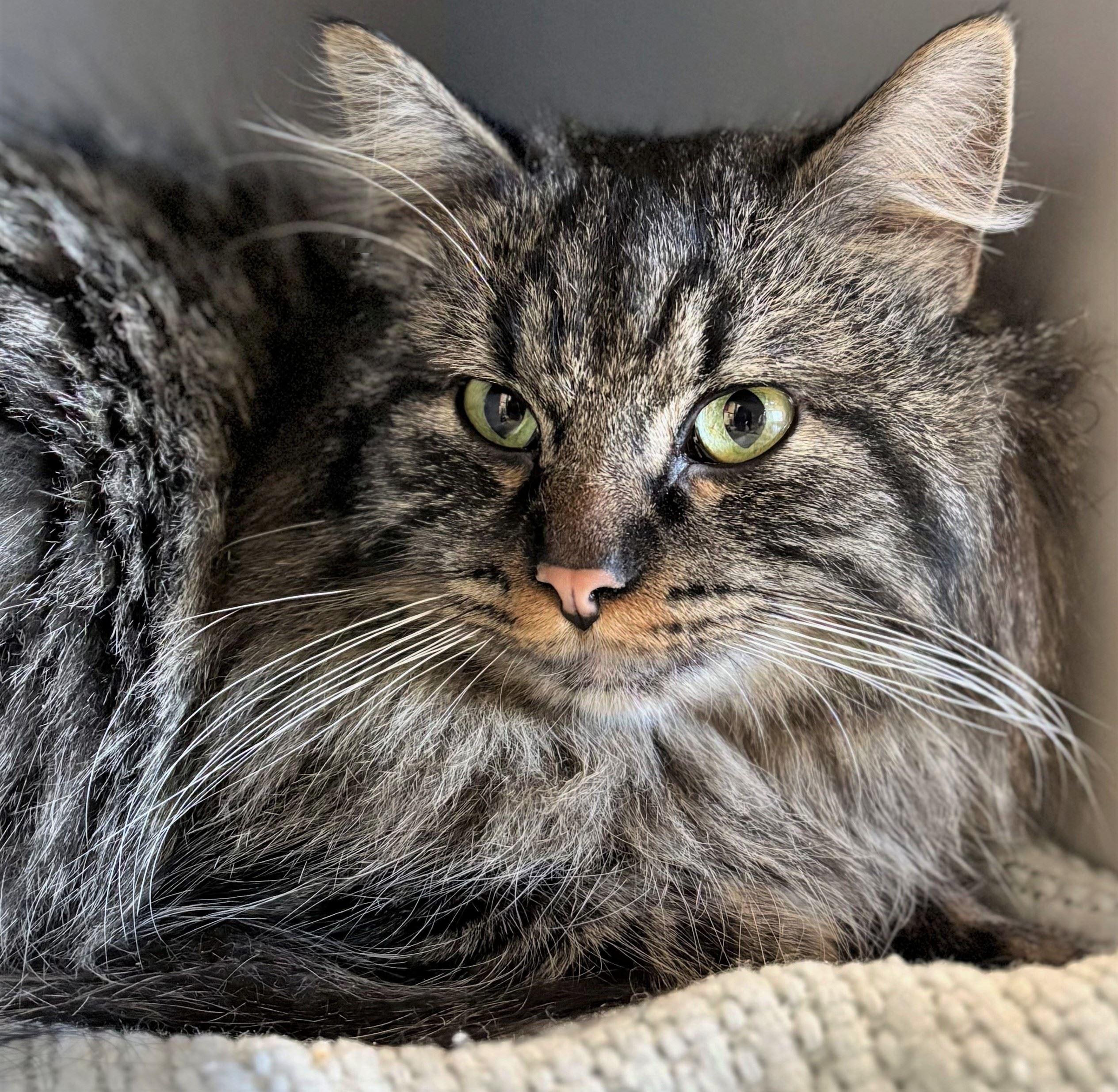 Enlarge Mr. Brightside, an adopted Domestic Long Hair in Iowa City, IA image 1/2