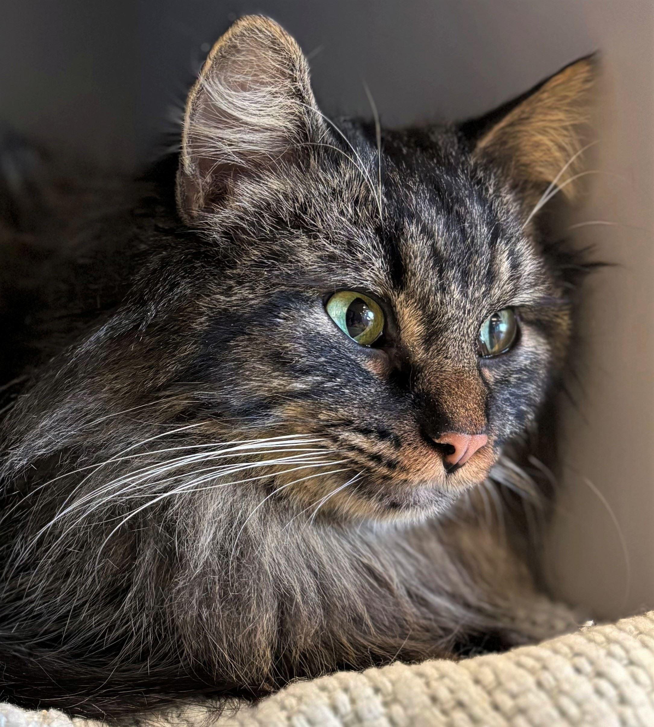 Enlarge Mr. Brightside, an adopted Domestic Long Hair in Iowa City, IA image 2/2